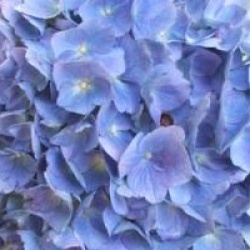 Hydrangea macrophylla 'Mathilde G�tges'
