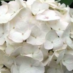 Hydrangea macrophylla 'The Bride' - Hortensia The Bride