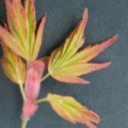 Acer palmatum 'Orange Dream'