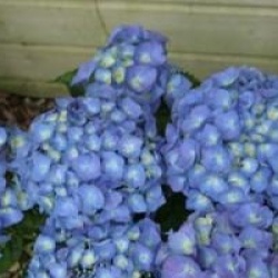 Hydrangea macrophylla 'Adria'