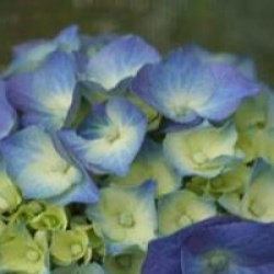 Hydrangea macrophylla 'Adria'