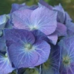 Hydrangea macrophylla 'Adria'