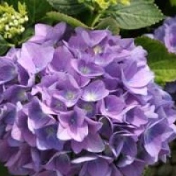 Hydrangea macrophylla 'Adria'