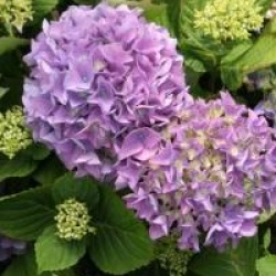 Hydrangea macrophylla 'Adria'