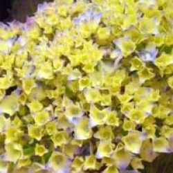 Hydrangea macrophylla 'Atlantica'