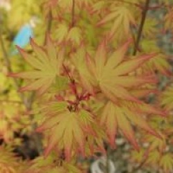 Acer palmatum 'Orange Dream'