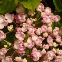 Hydrangea macrophylla 'Ayesha'
