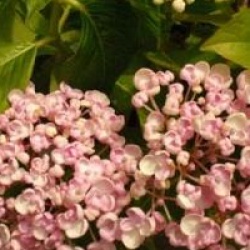 Hydrangea macrophylla 'Ayesha'