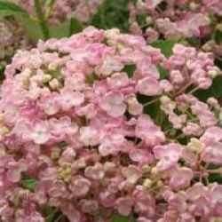 Hydrangea macrophylla 'Ayesha'