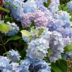 Hydrangea macrophylla 'Balimer' - Hortensia endless summer