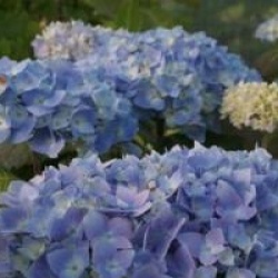 Hydrangea macrophylla 'Balimer'