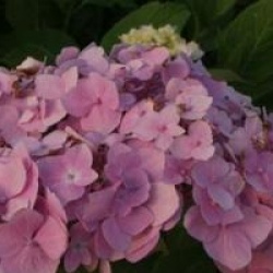 Hydrangea macrophylla 'Balimer'