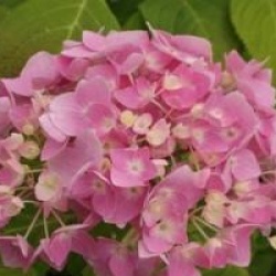 Hydrangea macrophylla 'Balimer'