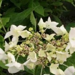 Hydrangea macrophylla 'Beaut� Vendomoise' - Hortensia Beaut� Vendomoise