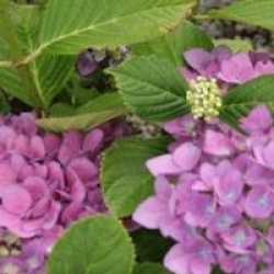 Hydrangea macrophylla 'Benelux'