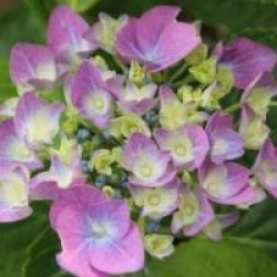 Hydrangea macrophylla 'Benelux'