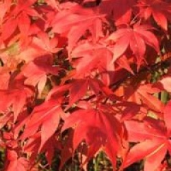 Acer palmatum 'Osakazuki'