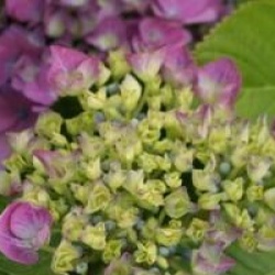 Hydrangea macrophylla 'Benelux'