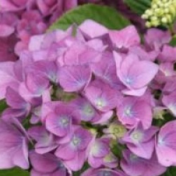 Hydrangea macrophylla 'Benelux'