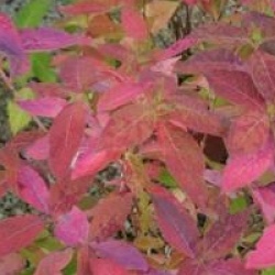Hydrangea macrophylla 'Blue Wave'