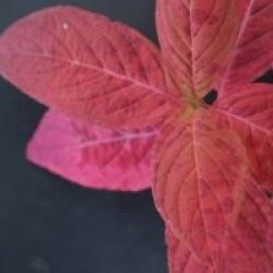 Hydrangea macrophylla 'Blue Wave'