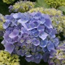 Hydrangea macrophylla 'Bodensee'