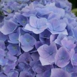 Hydrangea macrophylla 'Bodensee'