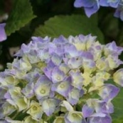 Hydrangea macrophylla 'Bodensee'