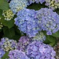 Hydrangea macrophylla 'Bodensee'