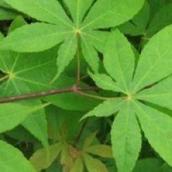 Acer palmatum 'Osakazuki'