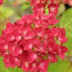Hydrangea macrophylla 'Br�gg' - Hortensia Br�gg