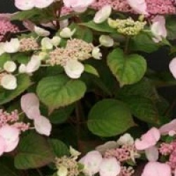 Hydrangea macrophylla Dolce � Gipsy 'Dolgip' cov 