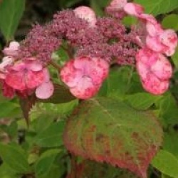 Hydrangea macrophylla Dolce � Gipsy 'Dolgip' cov 