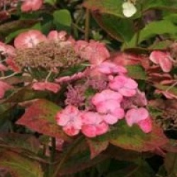 Hydrangea macrophylla Dolce � Gipsy 'Dolgip' cov 