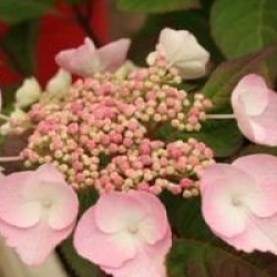Hortensia dolce � Gipsy