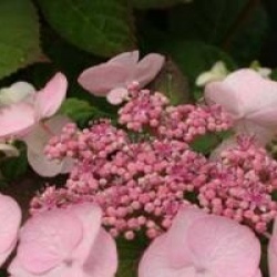Hydrangea macrophylla Dolce � Gipsy 'Dolgip' cov 