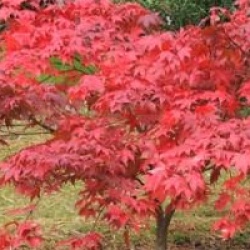 Acer palmatum 'Osakazuki'