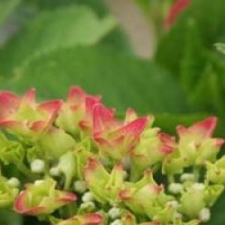Hydrangea macrophylla 'Doris'