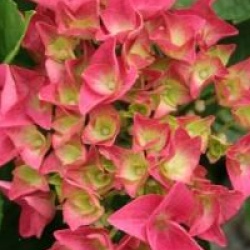 Hydrangea macrophylla 'Doris'
