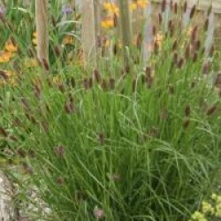 Pennisetum alopecuroides 'Red Bunny Tail'