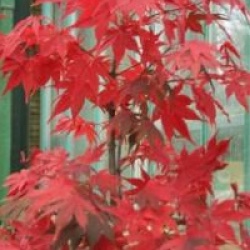 Acer palmatum 'Osakazuki'