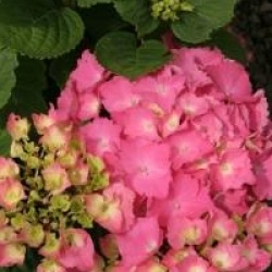 Hydrangea macrophylla 'Freudenstein'