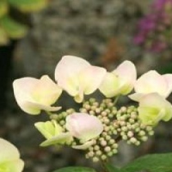 Hydrangea macrophylla 'Grant's Choice' - Hortensia James Grant