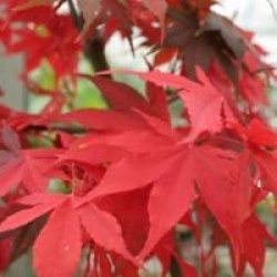 Acer palmatum 'Osakazuki'