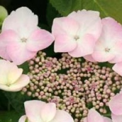 Hydrangea macrophylla 'Grant's Choice'