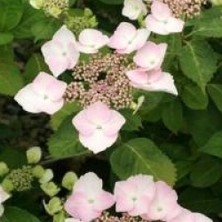 Hydrangea macrophylla 'Grant's Choice'