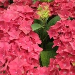 Hortensia Green Shadow