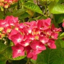 Hydrangea macrophylla 'Green Shadow'