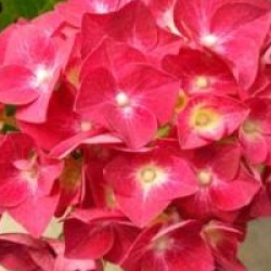 Hydrangea macrophylla 'Green Shadow'
