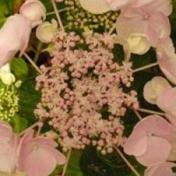 Hydrangea macrophylla 'Hobella'